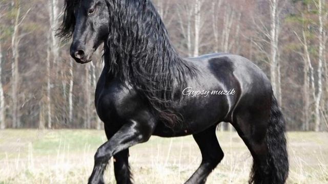 Хожи милый,ходи мой,ходи летом и зимой-??⚜Gypsy muzik ?⚜? смотреть онлайн