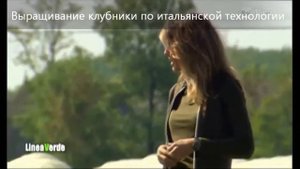 Выращивание клубника под пленкой | Интересная технология выращивания |