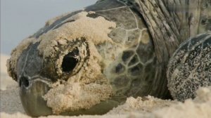 ВВС. Черепахи