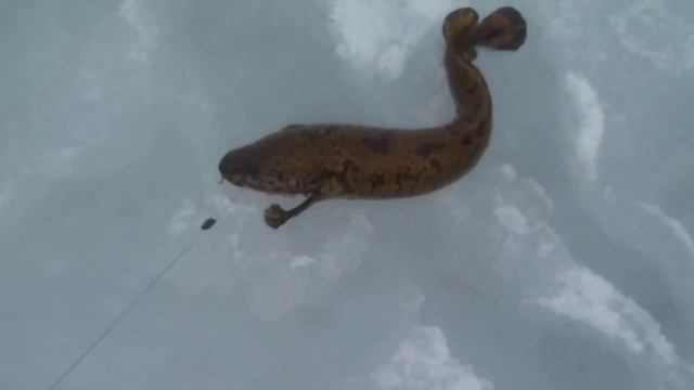 2 часть ловля налима на Кольском полуострове смотреть онлайн