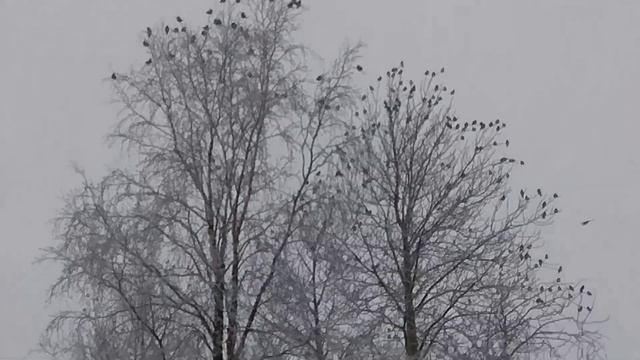 Стайка красивых СВИРИСТЕЛЕЙ заглянула в Печору поесть рябины. 23.11.2021 смотреть онлайн