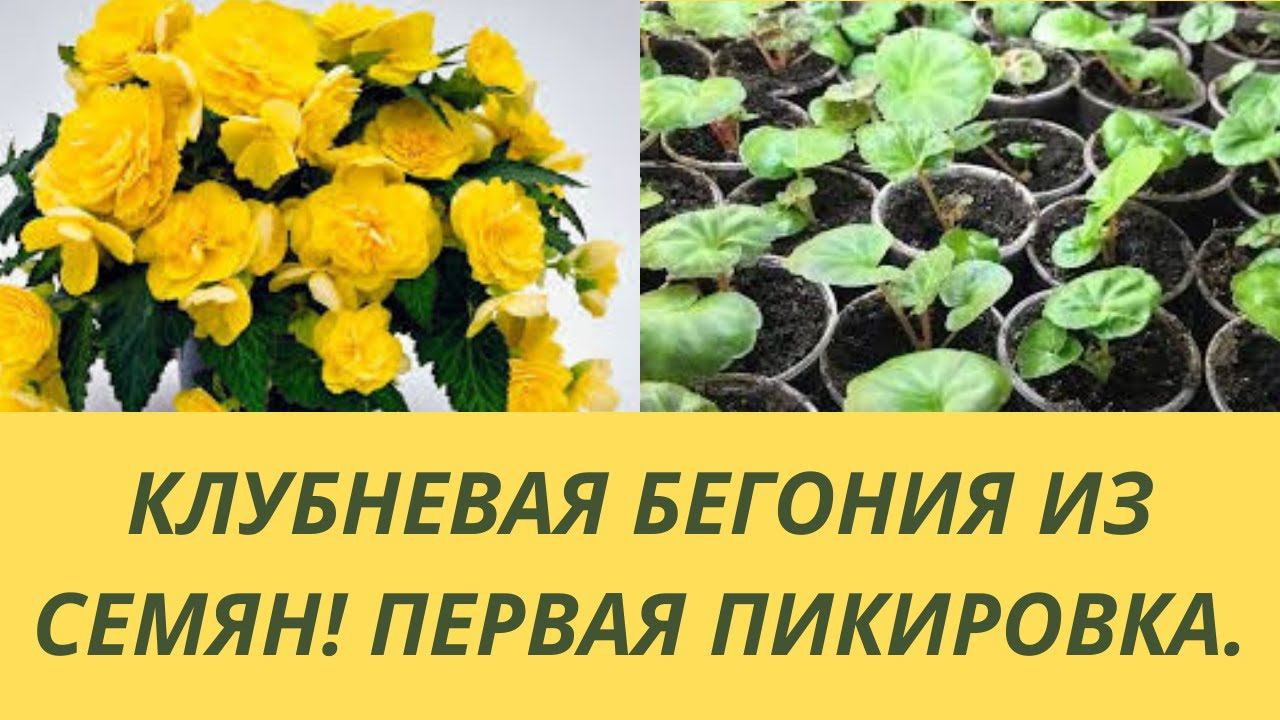 Клубневая бегония из семян.Рассаде 2 месяца.Пикировка сеянцев. Какой грунт, ёмкость выбрать.