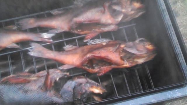 Копченый Окунь