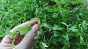 Алиссум Сноу Принцесс. Зимовка и укоренение