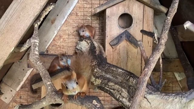 ?  Алтайские белки. Бельчата и их содержание, белки на продажу₽₽₽