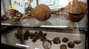 Растения курской области