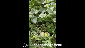 Второй урожай дынь после картофеля