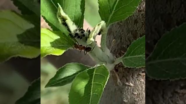 Жеміс #бітесі және Онымен күресу жолы. Яблонная #тля и борьба с ней. #Aphids and how it controls? смотреть онлайн