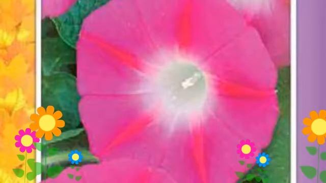 Ипомея пурпурная вьюнок Розовая звезда. Краткий обзор, описание характеристик, где купить семена смотреть онлайн