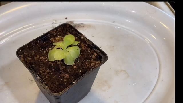 PINGUICULA CARE: REPOTTING A VARIEGATED BUTTERWORT STEP BY STEP смотреть онлайн