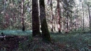 Грибные новости от 14 августа из Смоленских лесов.