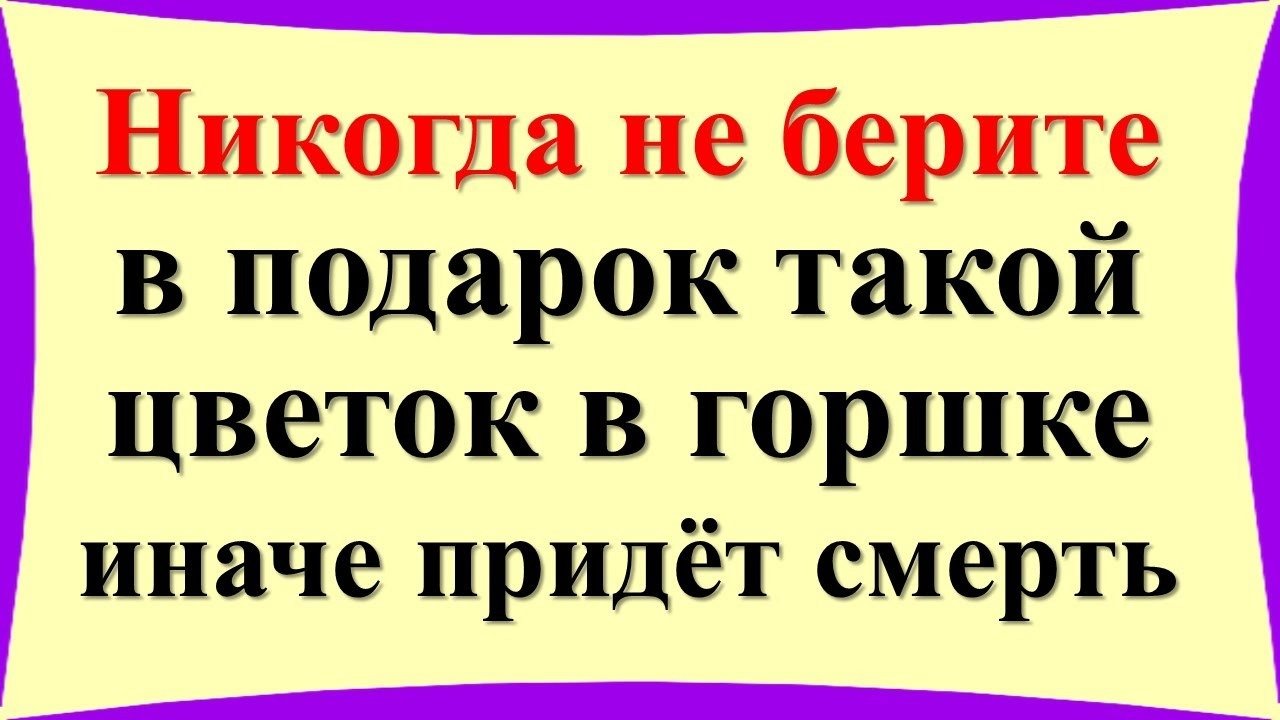 Не берите в подарок такие вазоны по народным приметам. Что нужно знать о цветах