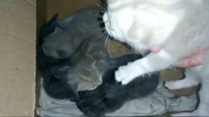 КОТЯТА открыли глазки. Как определить пол?