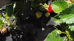 Как показывает себя клубника Крапо 10 в 2022 году