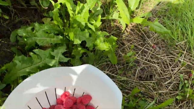 Raspberry Picking| Genolier|Vaud Region| Switzerland смотреть онлайн
