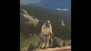 бобёр орёт