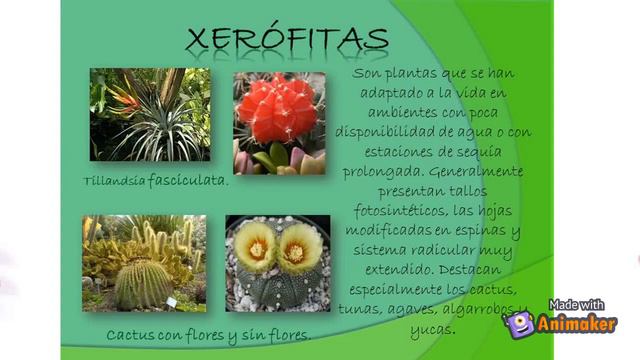 Tillandsia recurvata grupo13 смотреть онлайн