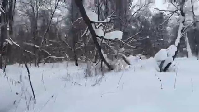 Охота на кабана в Башкирии смотреть онлайн