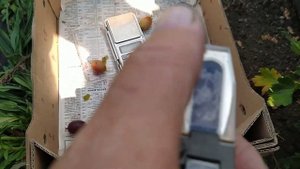 Крупноплодные и сладкие сорта крыжовника Челябинский розовый и Галатея обзор и дегустация