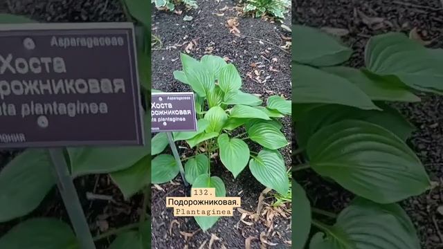 132. hosta подорожниковая. снято в Аптекарском огороде г. Москва