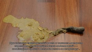 Кошка блюет шерстью каждый день: что делать