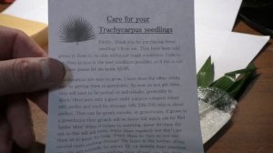 Пальмы из семян 2часть