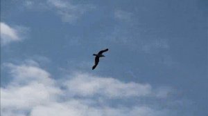 Детская песня о Родине