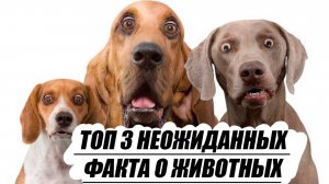 Топ 3 удивительных фактов о животных