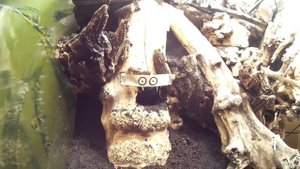 #82 Запуск палюдариума 350 л. Paludarium set up 350 l