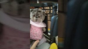 Рум Тур домика басиков.