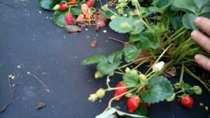 Клубника "Ада".Сладкий ремонтант с земляничным вкусом