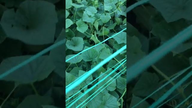 Мій опит в підвязувані огірків? смотреть онлайн