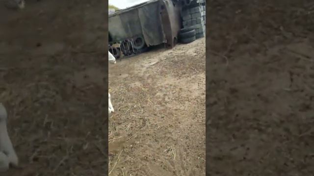 Царь зверей!!! КОМЕДИЯ 🤣 смотреть онлайн