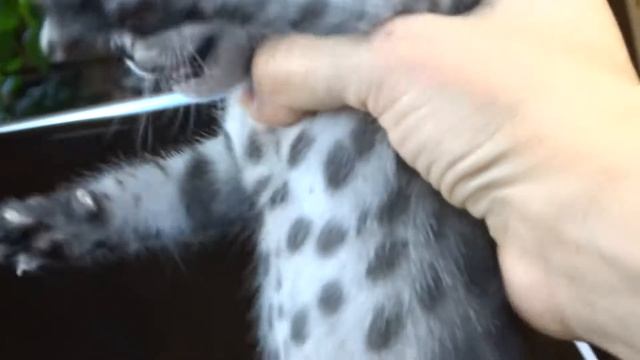 Бенгальский котенок угольное серебро смотреть онлайн