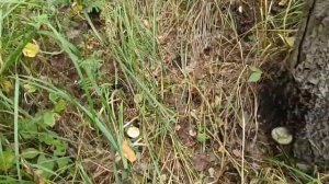 Варю повидло яблочное/В лес за 🍄