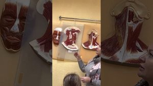Анатомия мышцы шеи