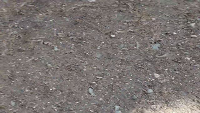 +79787458062 Самые умные и красивые собаки в питомнике чихуахуа и той-пудель Кастропуло Крым 💖 #вло смотреть онлайн