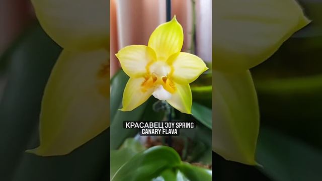 Долгожданное цветение орхидеи JOY SPRING CANARY FLAVA