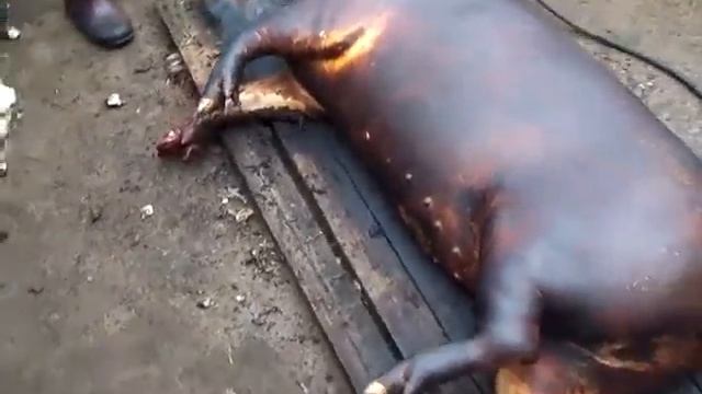 Обработка свиньи смотреть онлайн