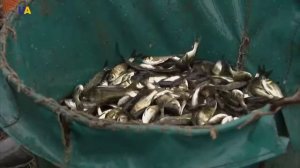 Осетрова акваферма