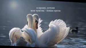 Любовь Уставших Лебедей - Димаш с Аттилио