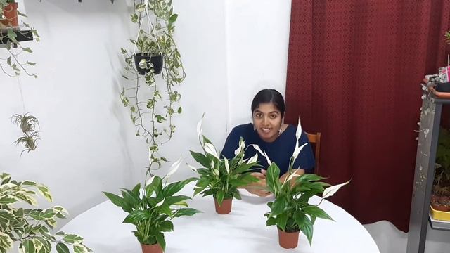 Peace Lilly care(malayalam) смотреть онлайн