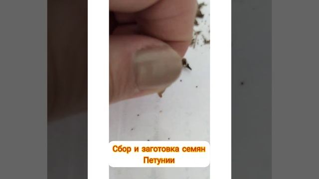 сбор и заготовка семян петунии смотреть онлайн