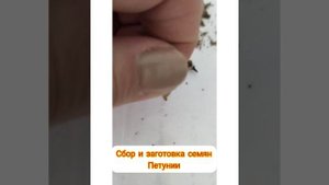 сбор и заготовка семян петунии