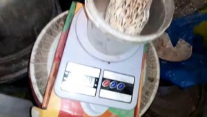 Перепела Феникс золотистый. Вес Феникса золотистого в 21 день. Перепелята растут.