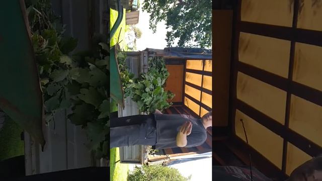 Как просто собрать дубовый веник для бани смотреть онлайн