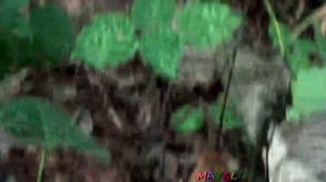 Рядовка белая голубиная. Редкие съедобные грибы.