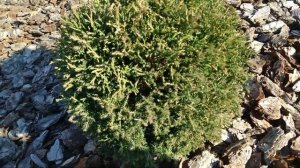 Прошел год. Обзор клумбы с хвойниками. Подготовка туи к зиме осенью