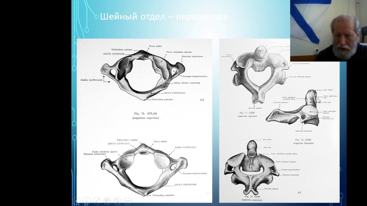 Кодзаев Ю.К. Основы анатомии и физиологии опорно-двигательного аппарата. смотреть онлайн