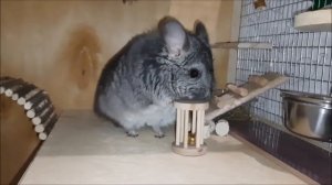 Обзор покупок для шиншиллы ч.3 (деревянная игрушка с колокольчиком) - что за зверь такой - шиншилла